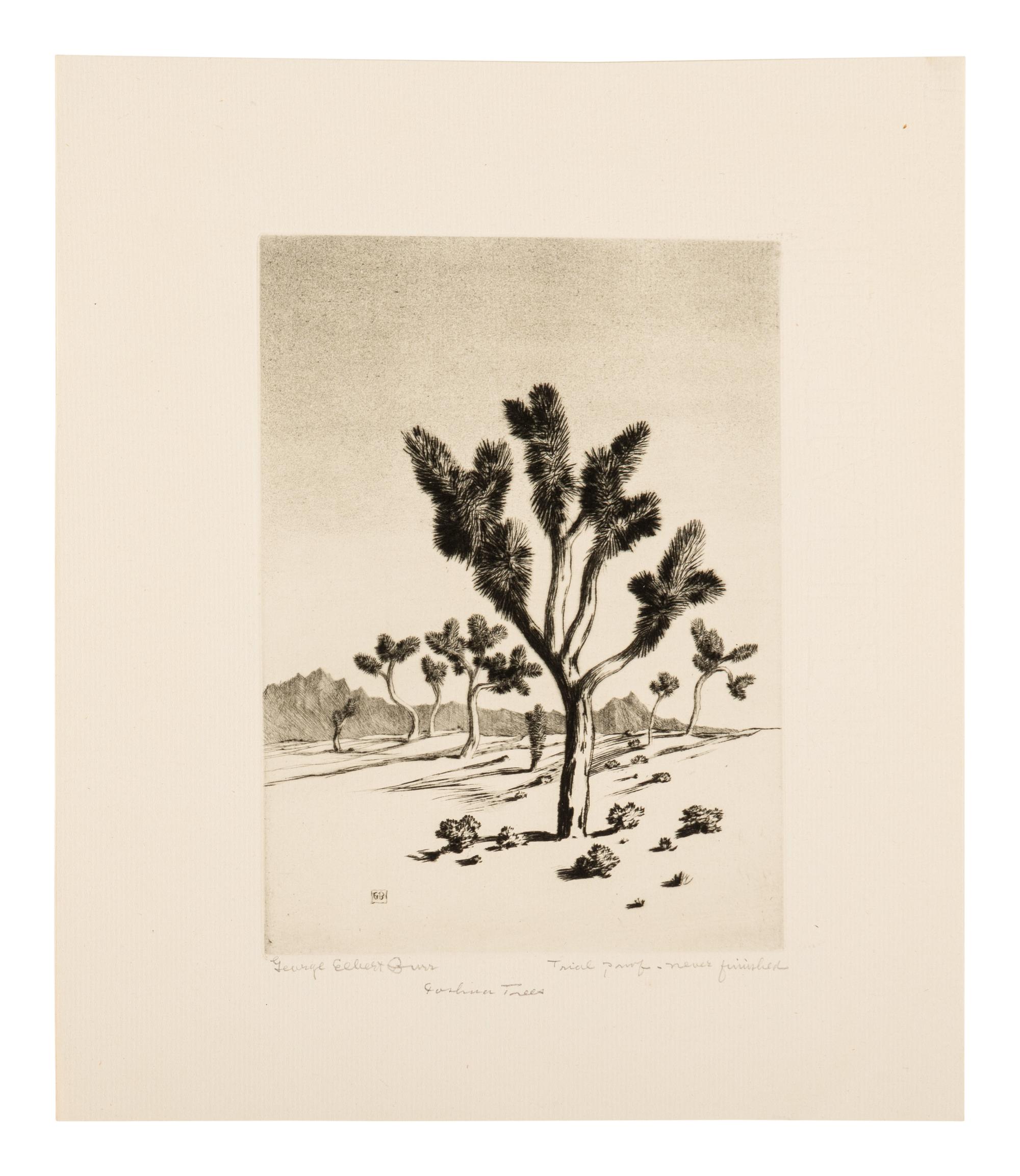 Two Works: Cucumber Cactus and Joshua Trees