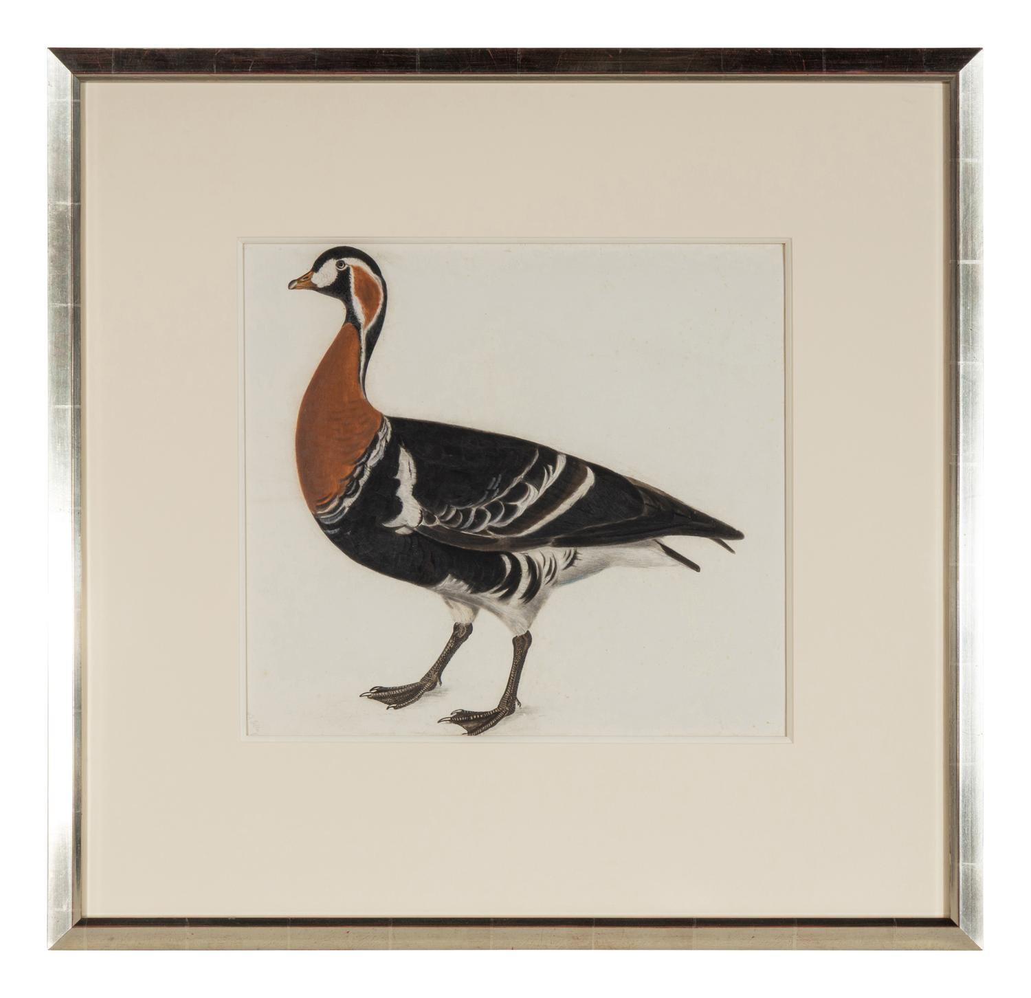 Red Breasted Bernicle, ca. 1819-32