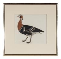 Red Breasted Bernicle, ca. 1819-32