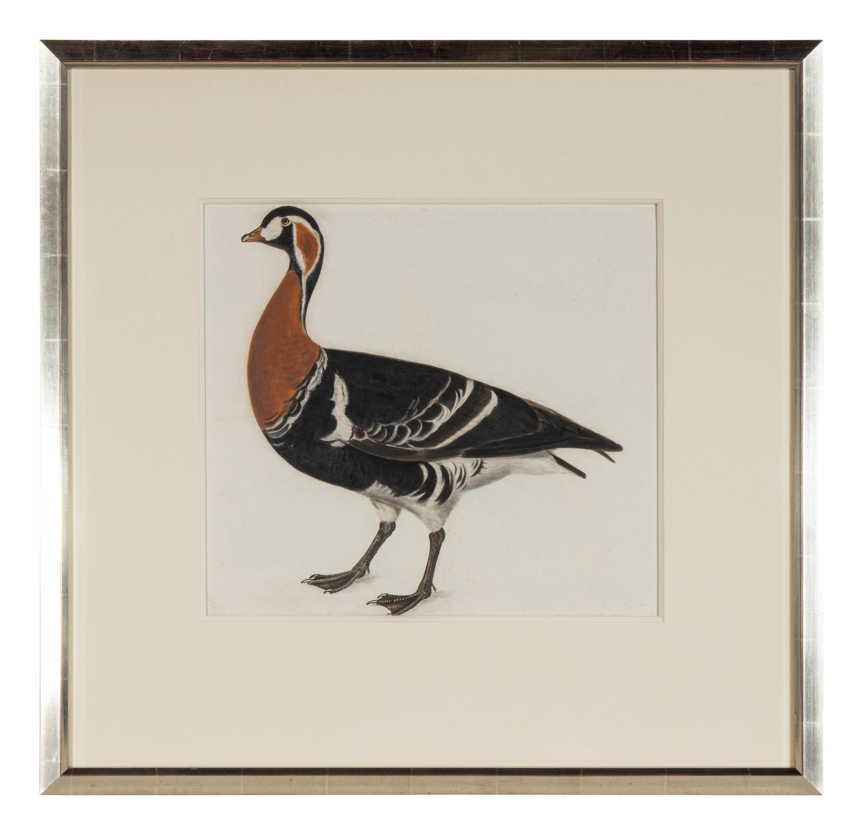 Red Breasted Bernicle, ca. 1819-32
