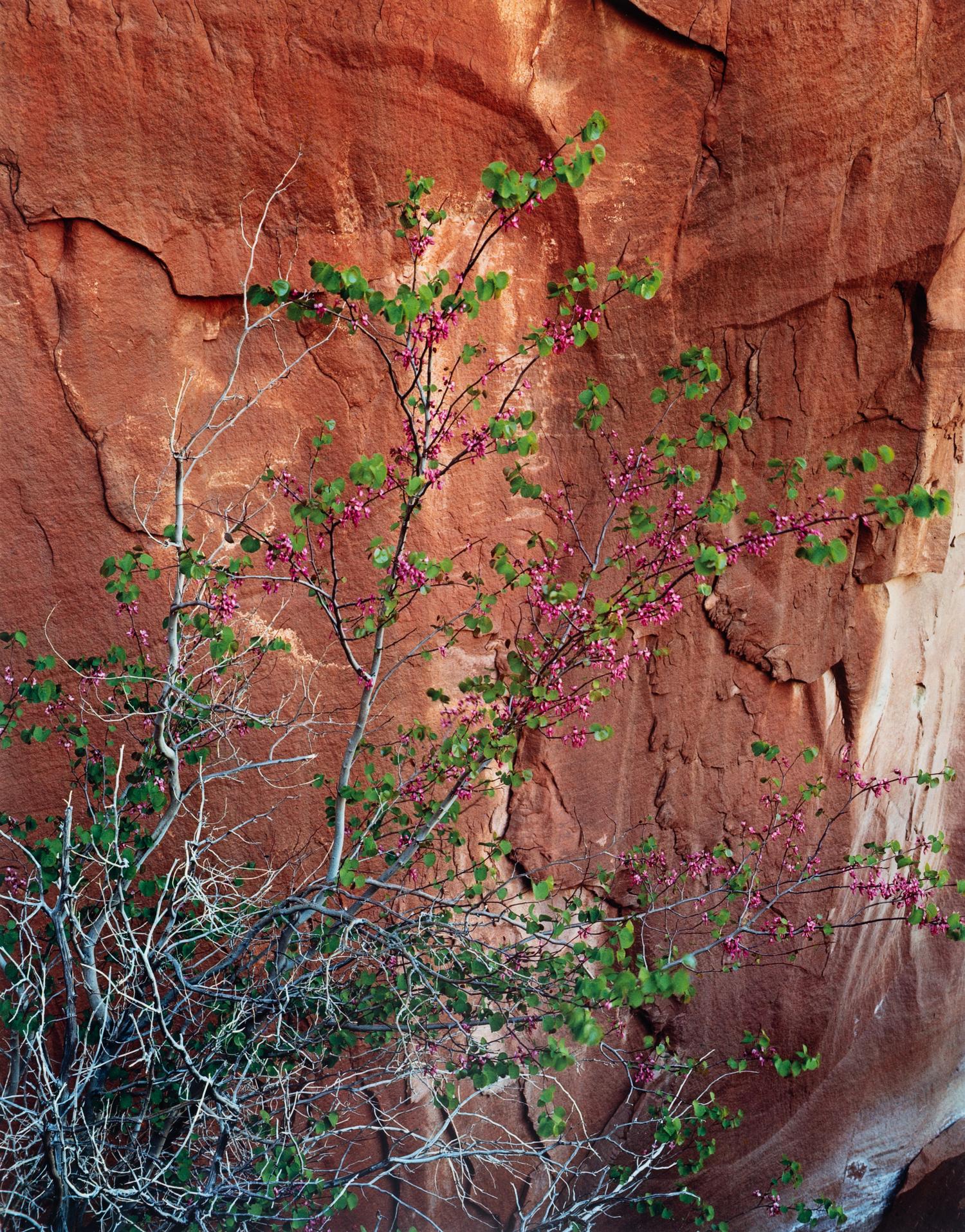 Glen Canyon (complete portfolio of ten photographs with original cloth case)