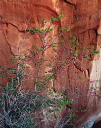 Glen Canyon (complete portfolio of ten photographs with original cloth case)