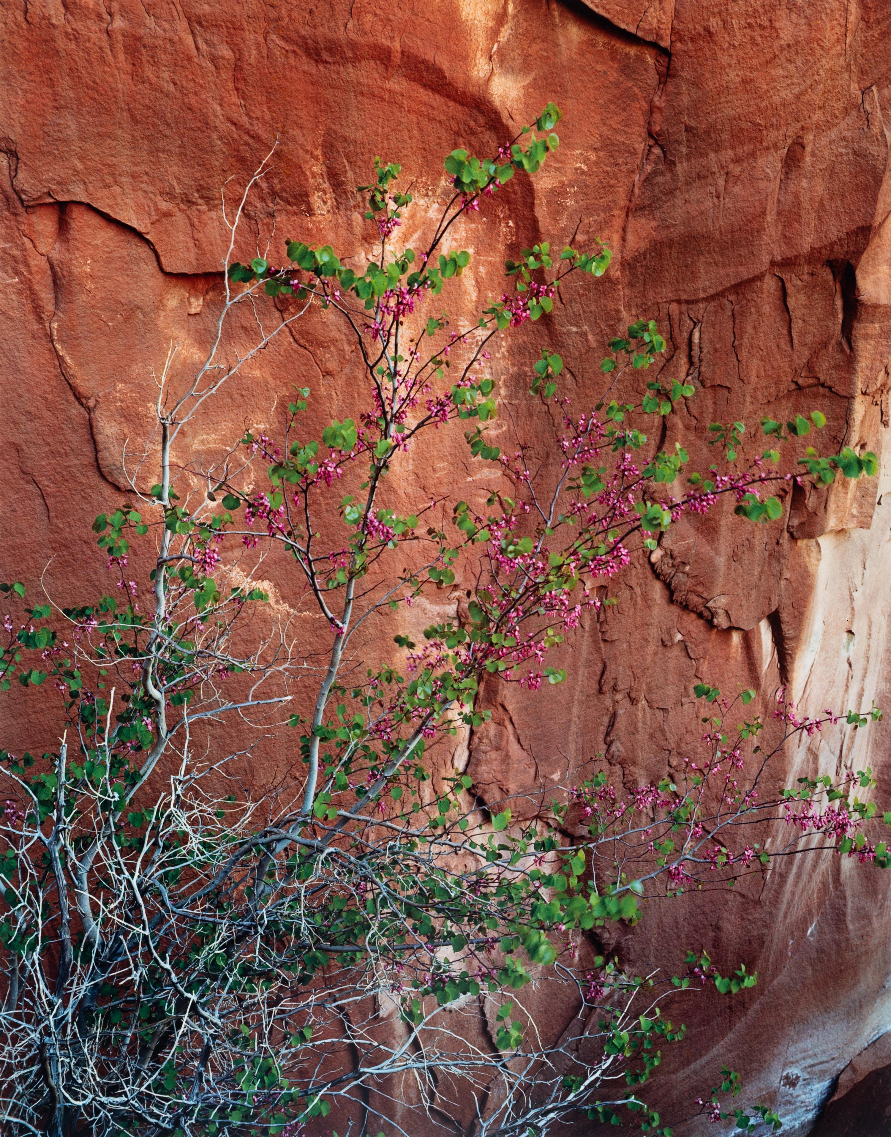Glen Canyon (complete portfolio of ten photographs with original cloth case)
