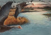 Flock of Geese , 1950-1951