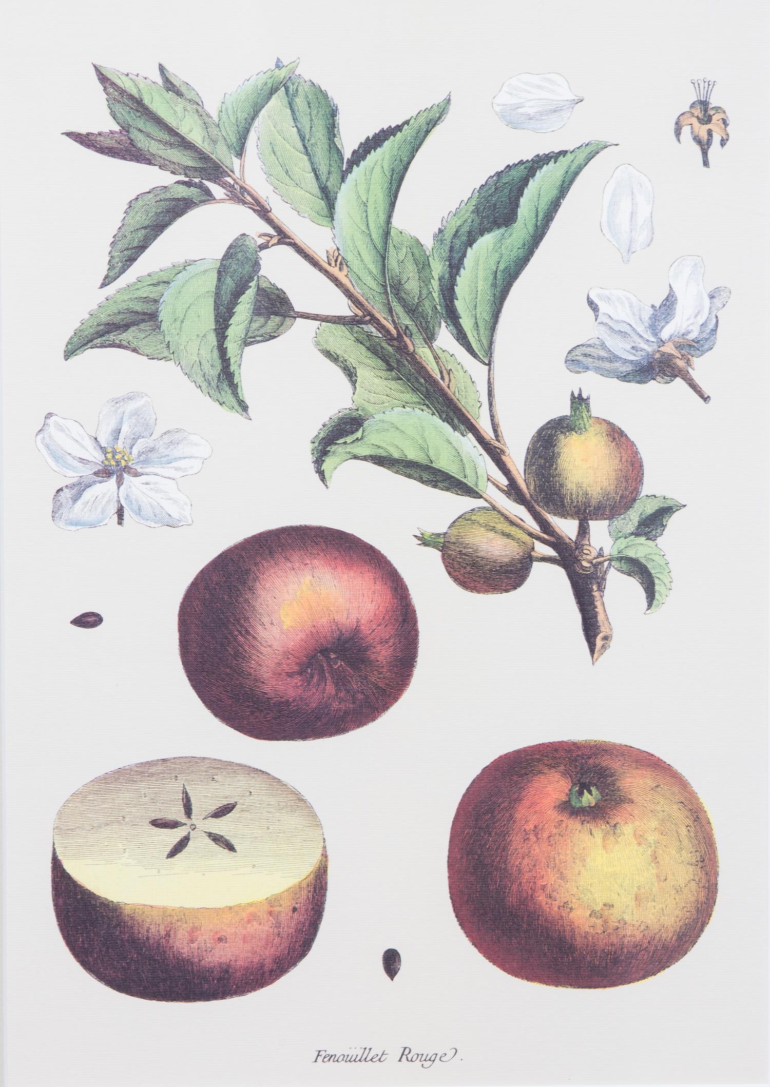 Four Framed Reproduction Botanical Prints of Fruit Framed size 19 3/4 x 15 1/4 inches. — 20TH CENTURY