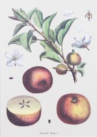 Four Framed Reproduction Botanical Prints of Fruit Framed size 19 3/4 x 15 1/4 inches. — 20TH CENTURY