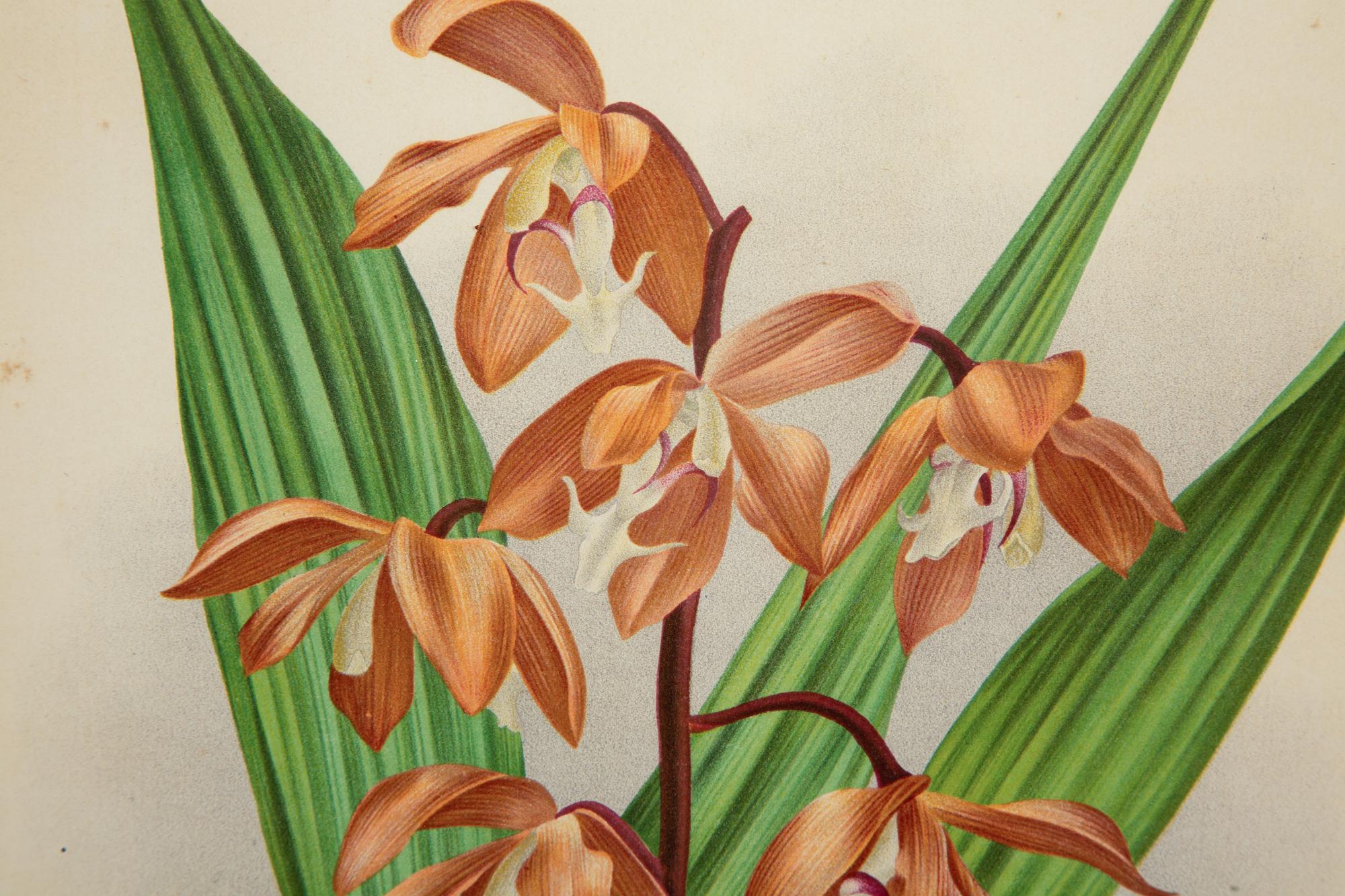 A Set of Twelve Framed Botanical Lithographs