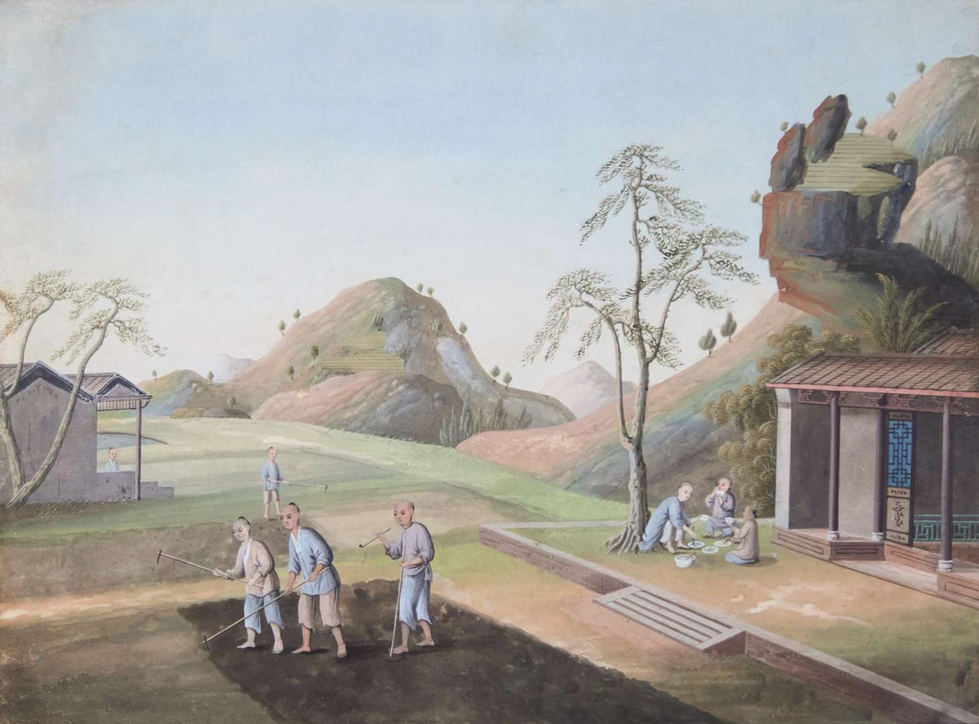 A group of five Chinese Export paintings depicting the manufacture of tea, first part 19th century 製茶圖一組五幅 十九世紀初