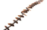 Zuni Fetish Necklaces