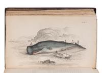 [NATURAL HISTORY]. JARDINE, William (1800-1874). The Naturalist's Library . Edinburgh: W.H. Lizars, et al, 1833-1843.