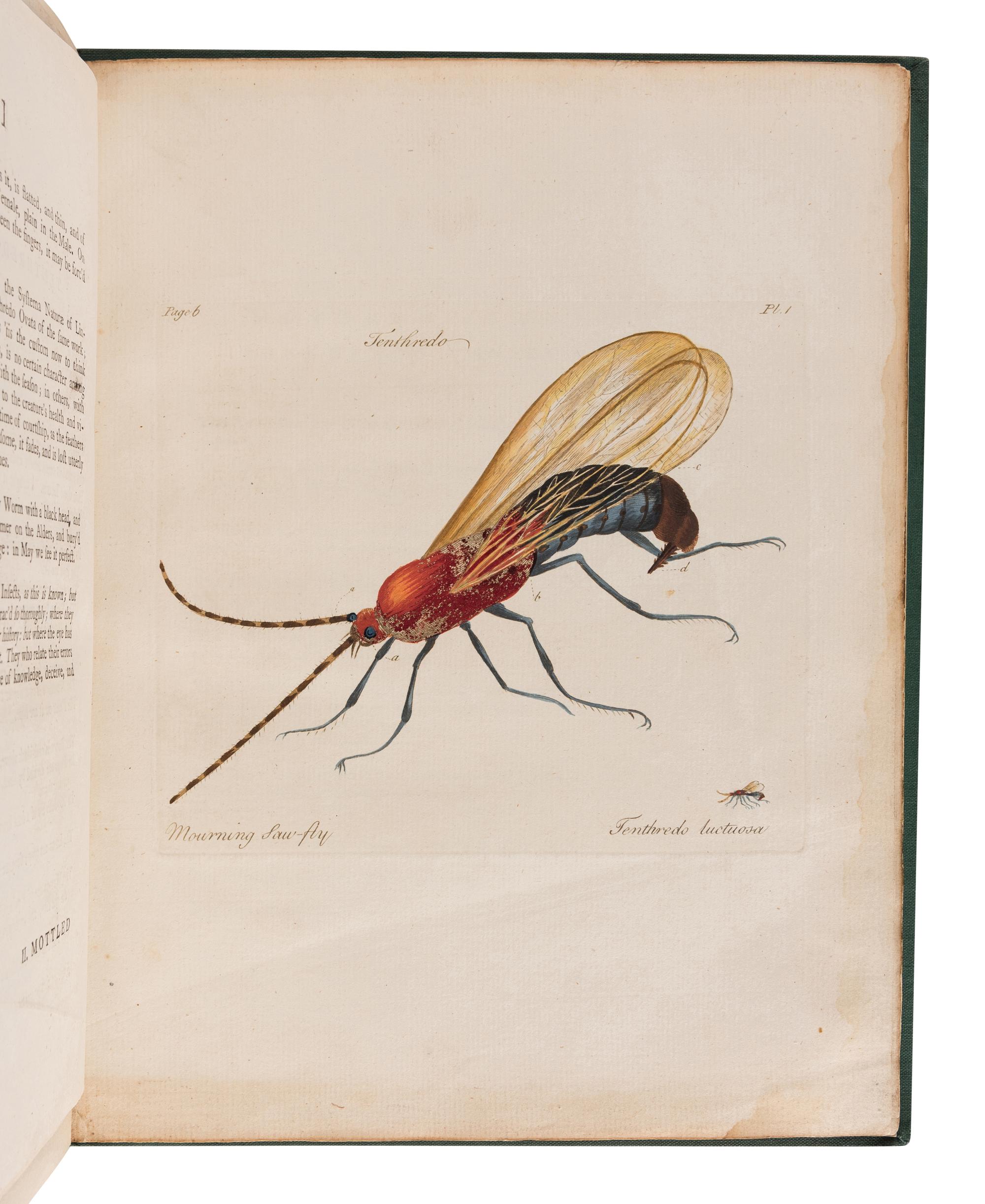 HILL, John, Sir (1716?-1775). A Decade of Curious Insects: Some of them not describ'd before: Shewn in their Natural Size . London: Printed for the author, 1773.