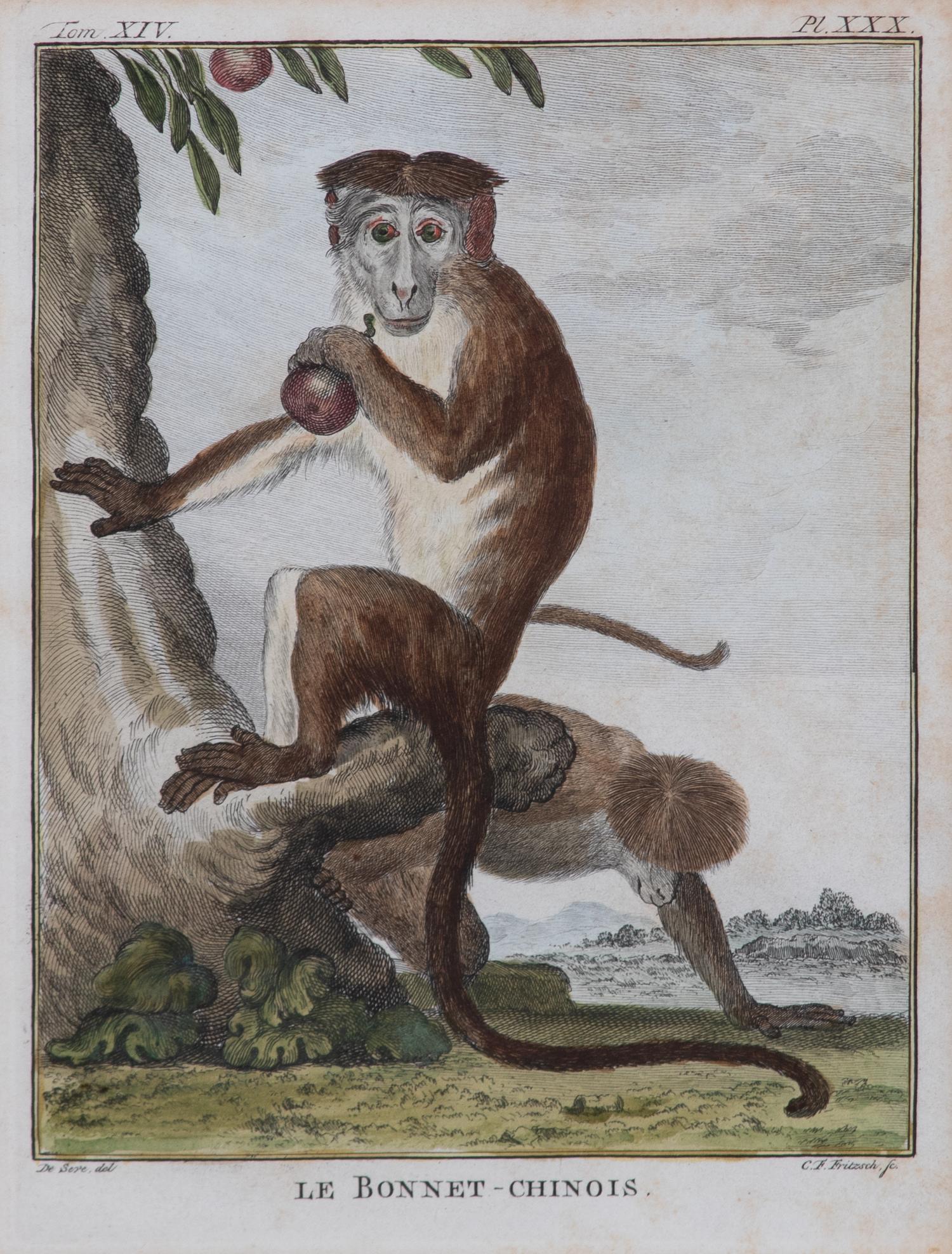 A Set of Five Hand-Colored Monkey Engravings