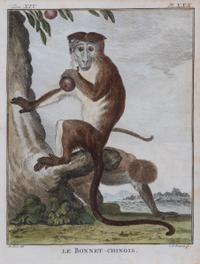 A Set of Five Hand-Colored Monkey Engravings