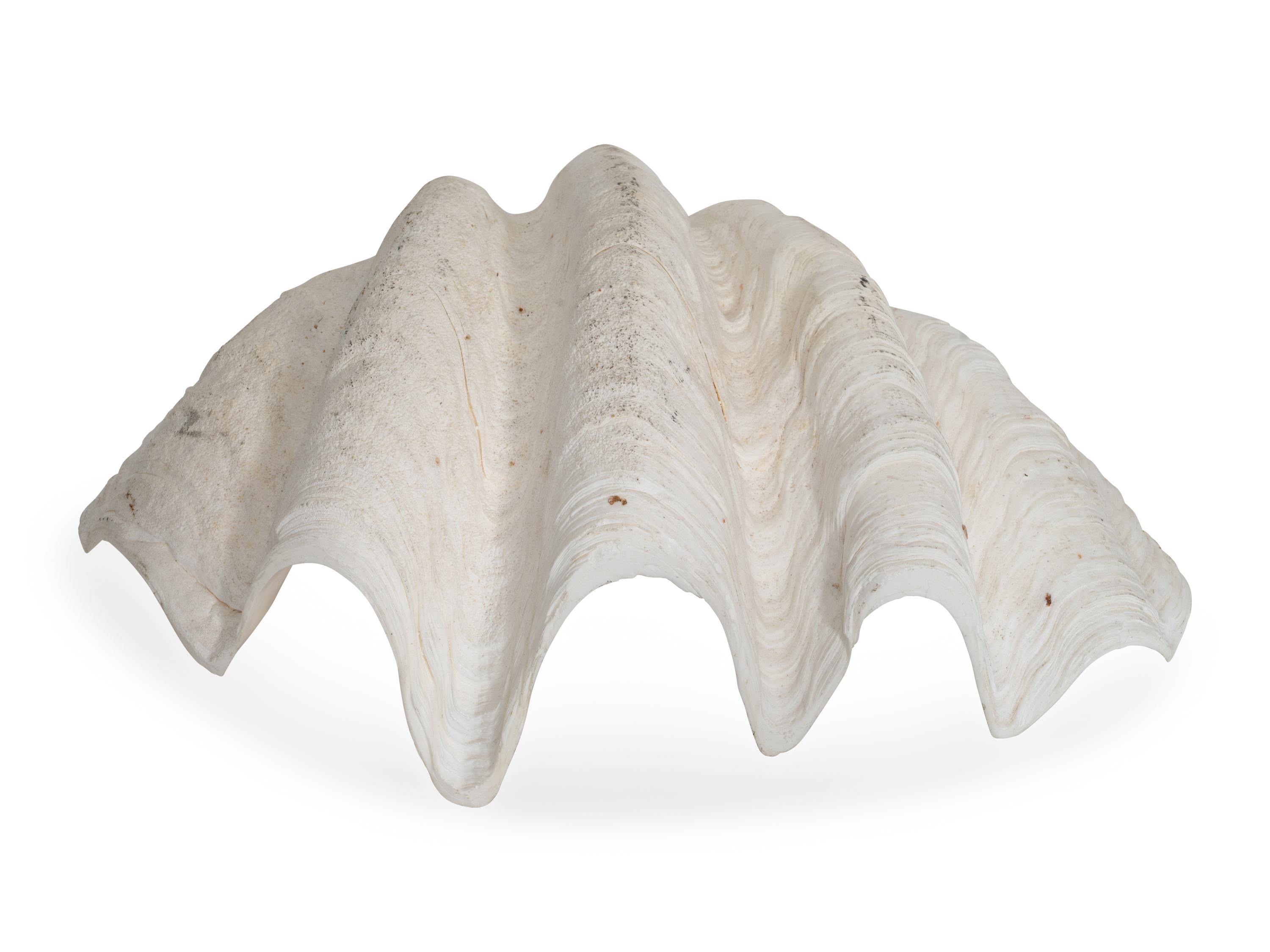 A Fossilized Giant Clam Shell