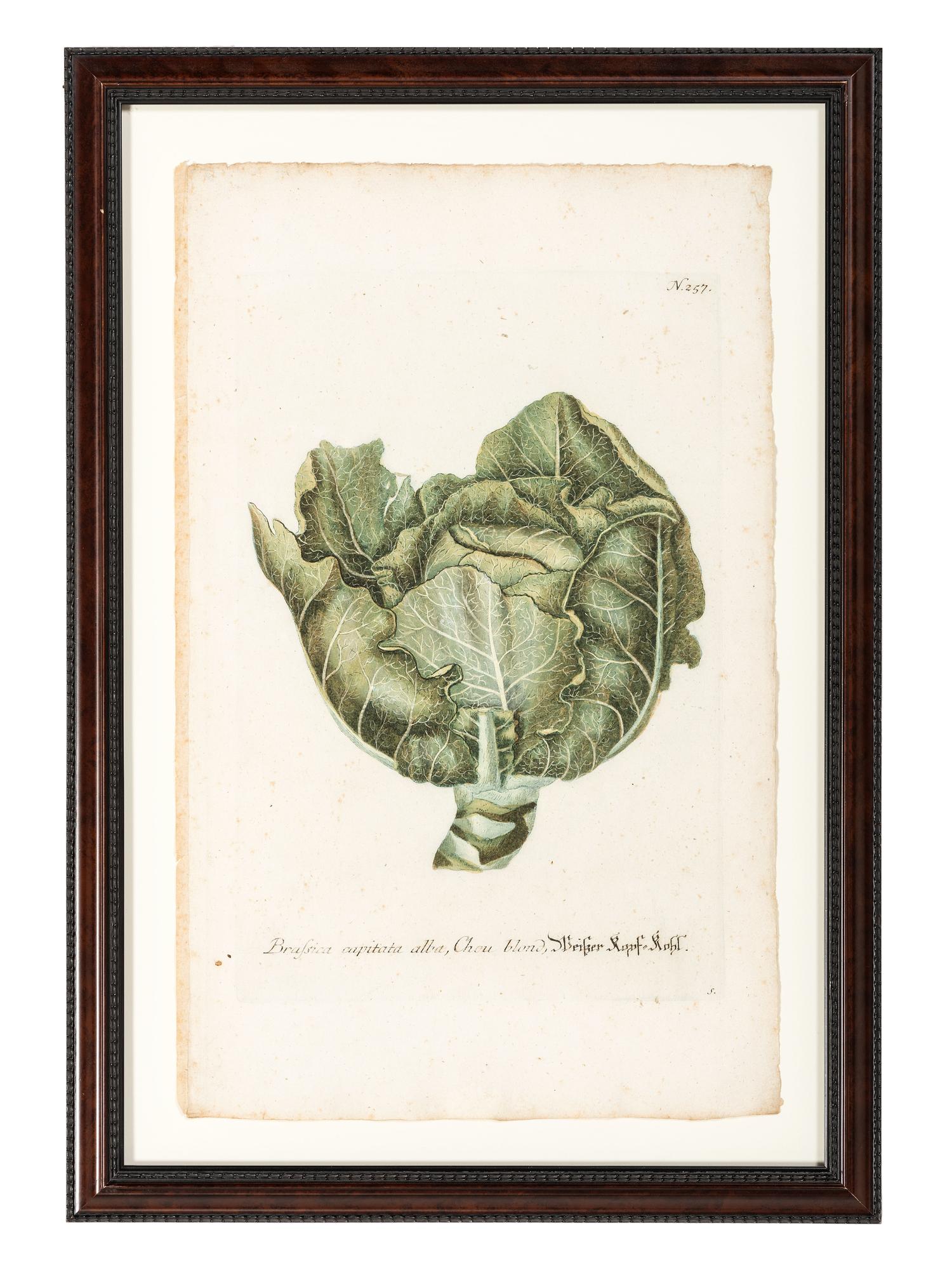 Nine Vegetable Aquatints