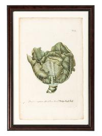 Nine Vegetable Aquatints