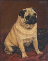 Portrait of a Bichon Frise and Pug
