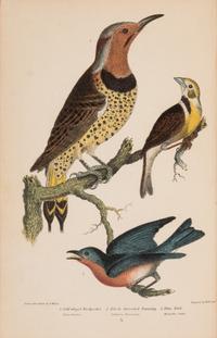 [Natural History] Wilson, Alexander and Charles Lucien Bonaparte. American Ornithology; or, The Natural History of the Birds of the United States