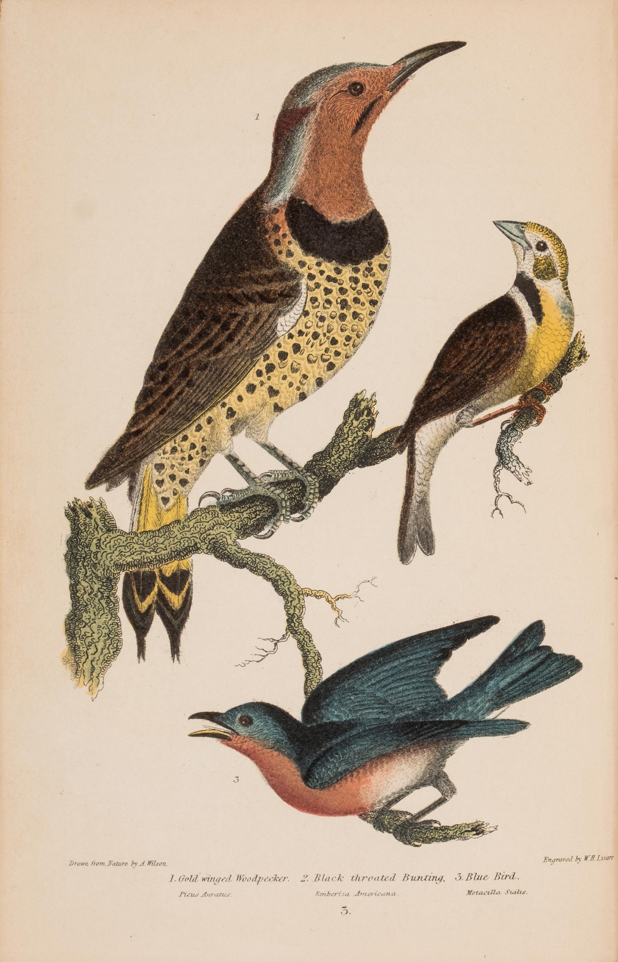 [Natural History] Wilson, Alexander and Charles Lucien Bonaparte. American Ornithology; or, The Natural History of the Birds of the United States