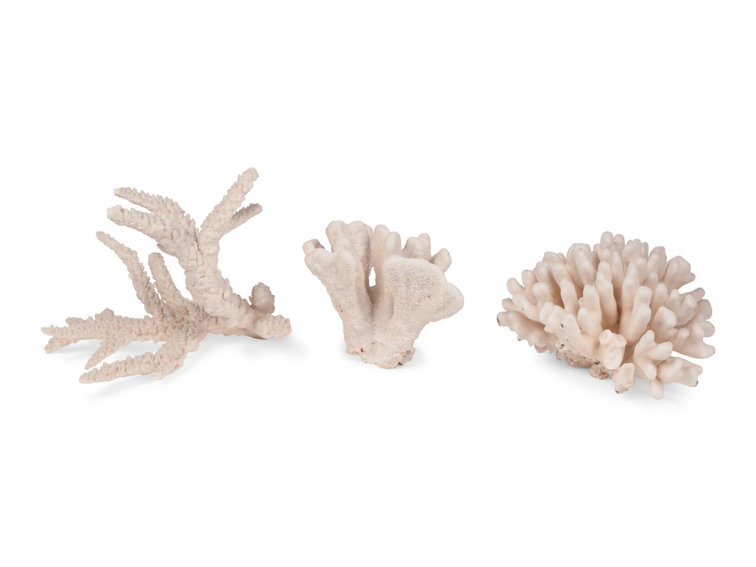A Collection of Three White Coral Specimens