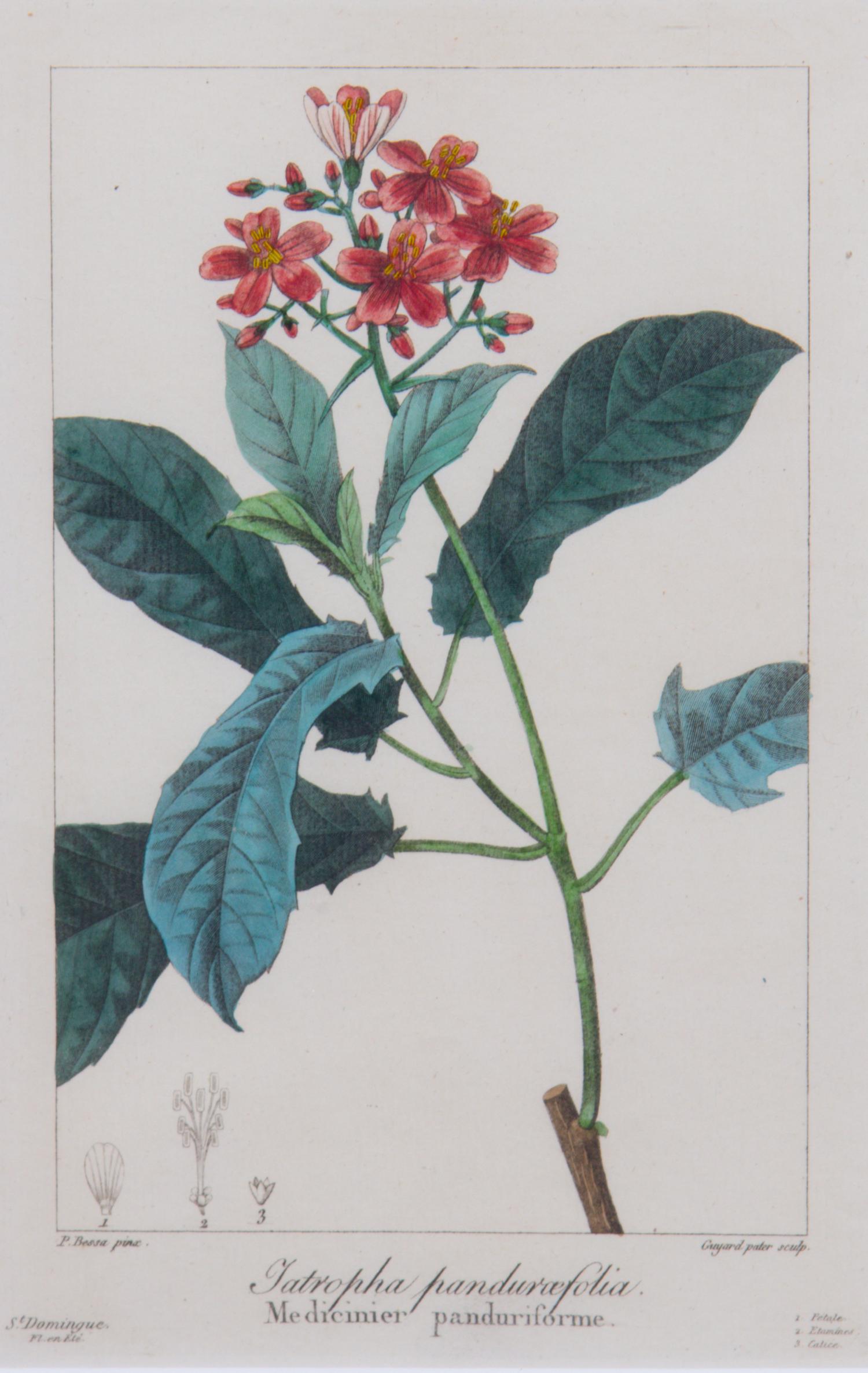 A Collection of Handcolored Botanical Engravings Height of largest frame 16 1/4 x width 19 1/4 inches.