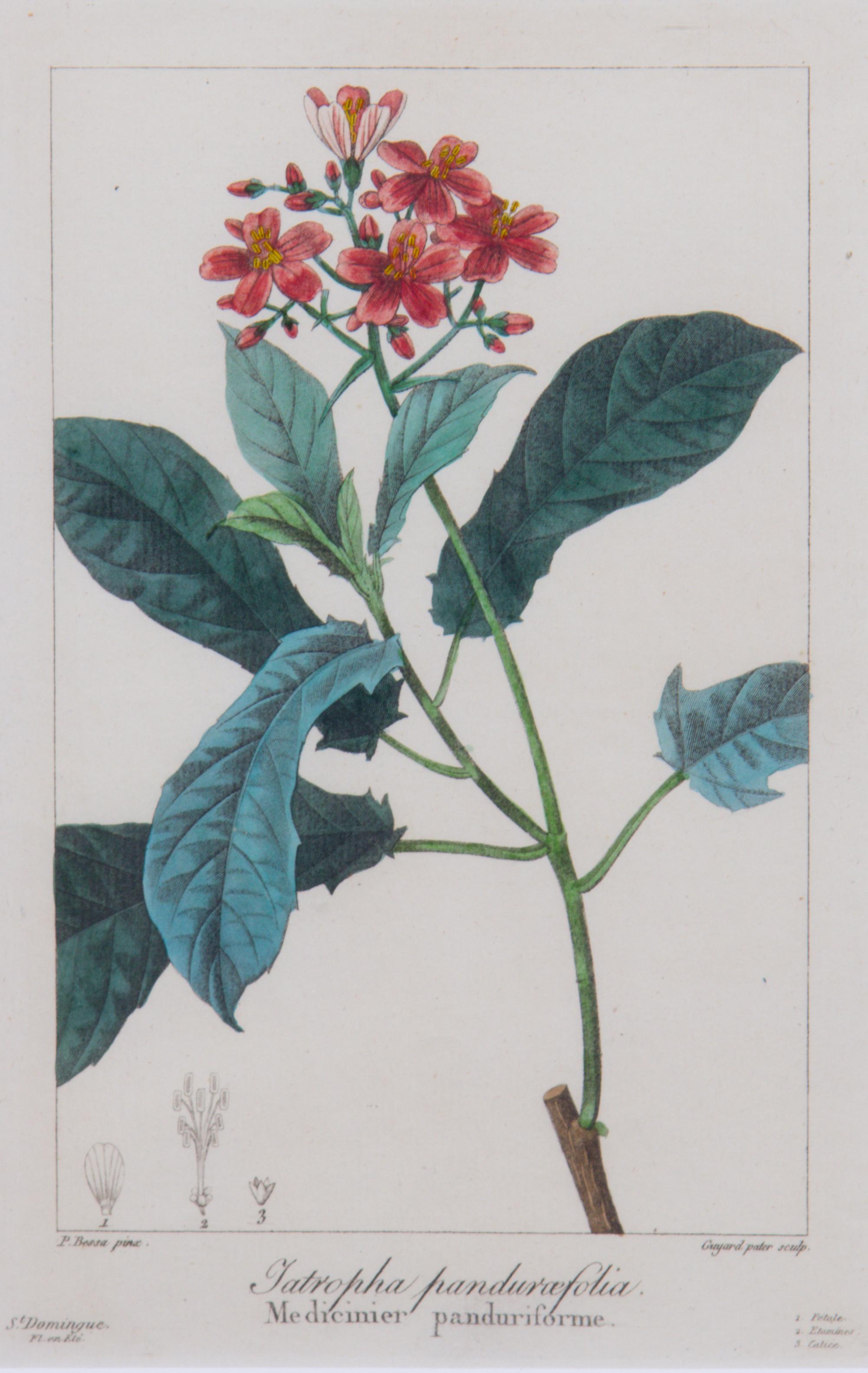 A Collection of Handcolored Botanical Engravings Height of largest frame 16 1/4 x width 19 1/4 inches.