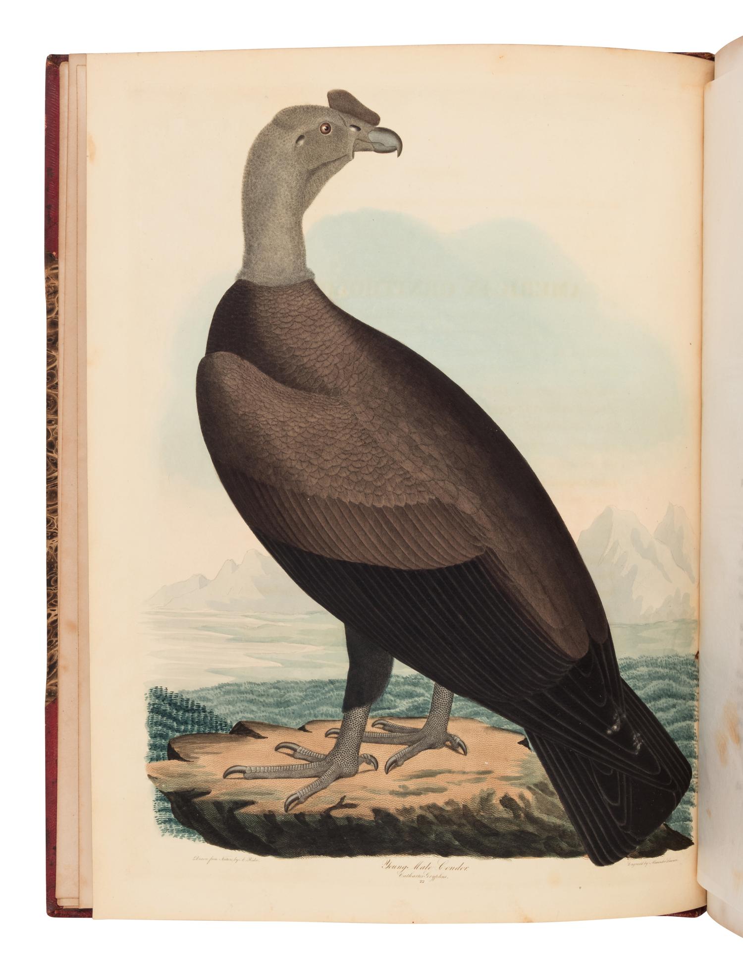 Wilson, Alexander. American Ornithology; or, The Natural History of the Birds of the United States . (With) Bonaparte, Charles Lucian. American Ornithology; Or, the Natural History of Birds Inhabiting the United States. Not Given by Wilson ...