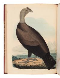 Wilson, Alexander. American Ornithology; or, The Natural History of the Birds of the United States . (With) Bonaparte, Charles Lucian. American Ornithology; Or, the Natural History of Birds Inhabiting the United States. Not Given by Wilson ...