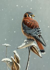 Winter Kestrel , 1997