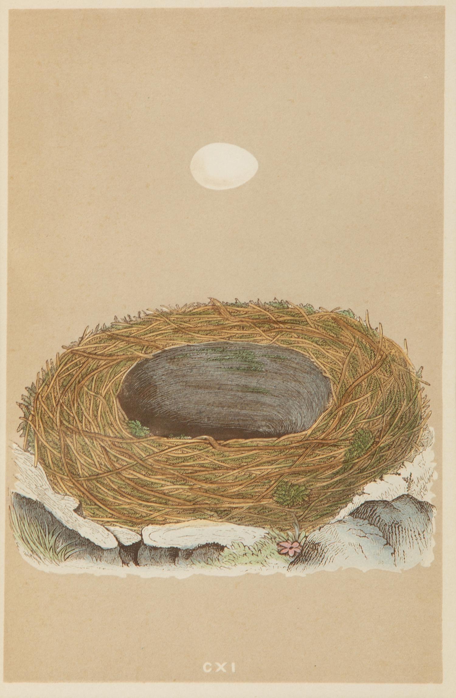 A Set of Six Prints from A Natural History of the Nests and Eggs of British Birds , by Rev. Francis O. Morris, B.A. (Irish, 1810-1893)