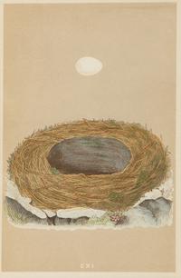 A Set of Six Prints from A Natural History of the Nests and Eggs of British Birds , by Rev. Francis O. Morris, B.A. (Irish, 1810-1893)