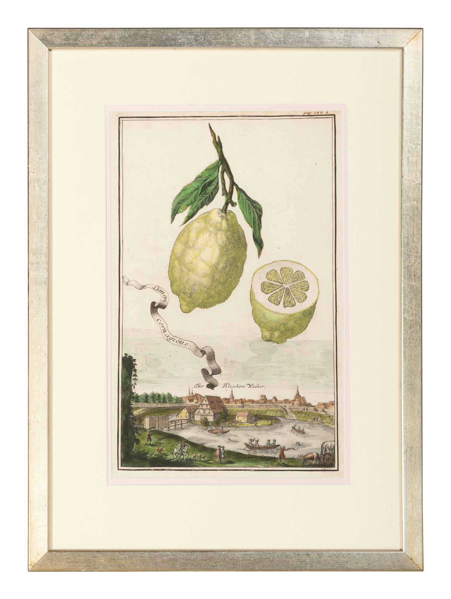 Six Hand-Colored Citrus Fruit Engravings
