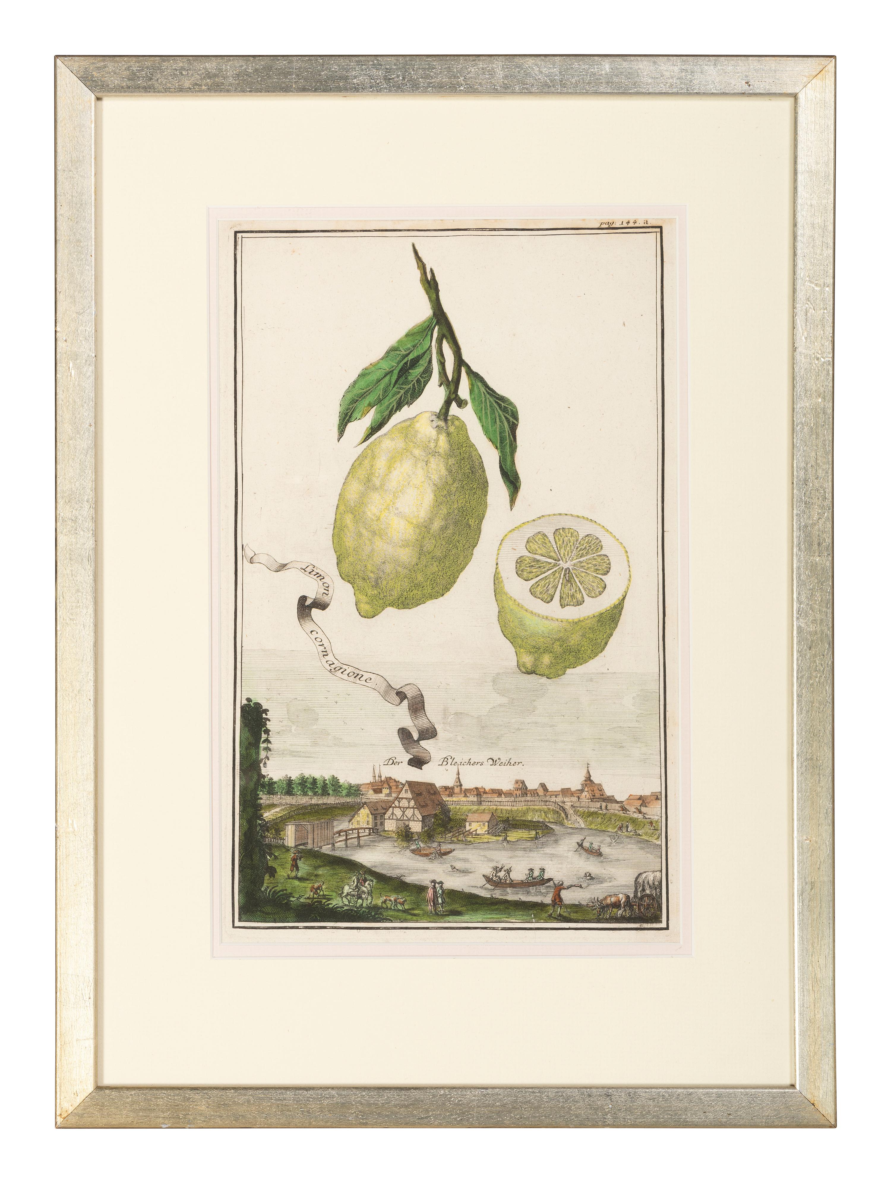Six Hand-Colored Citrus Fruit Engravings