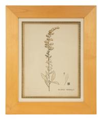 Eighteen Botanical Watercolors