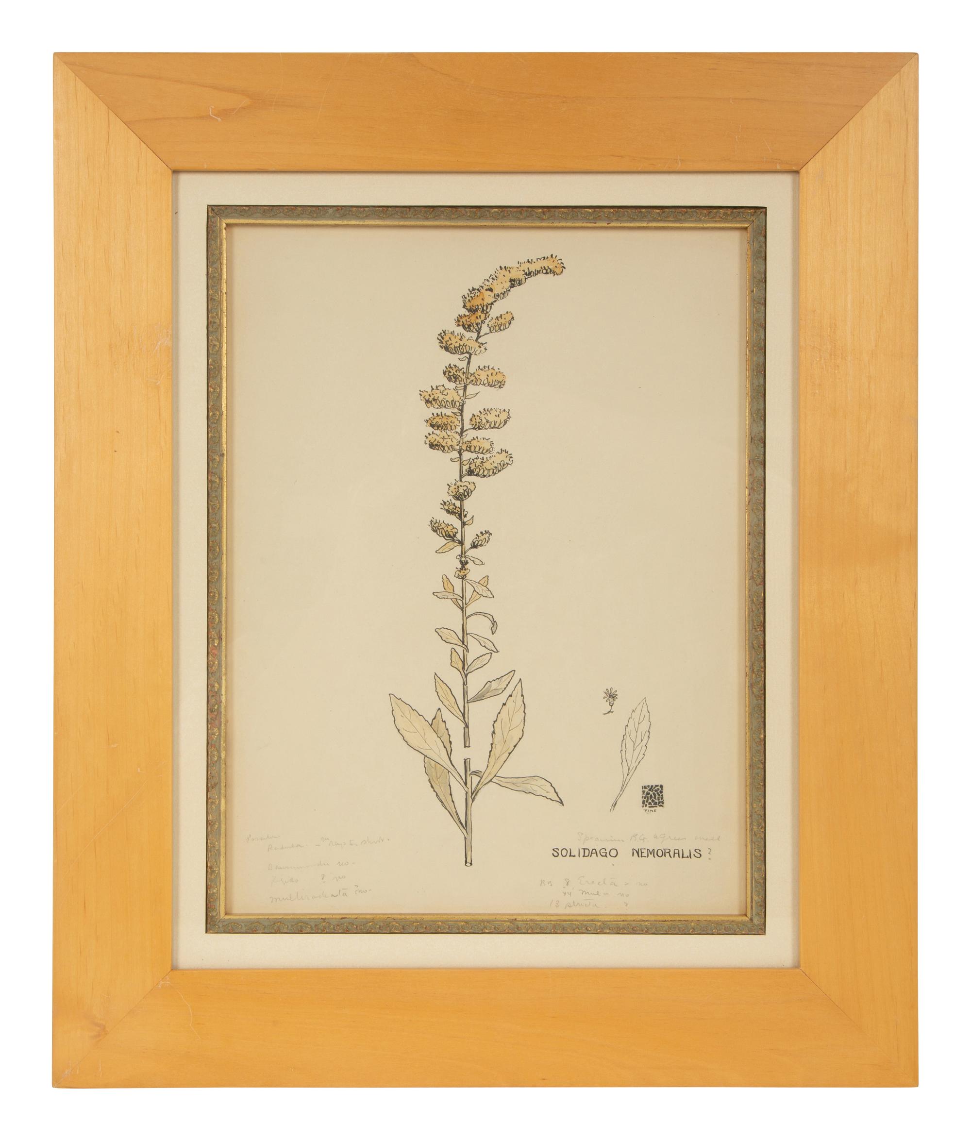 Eighteen Botanical Watercolors