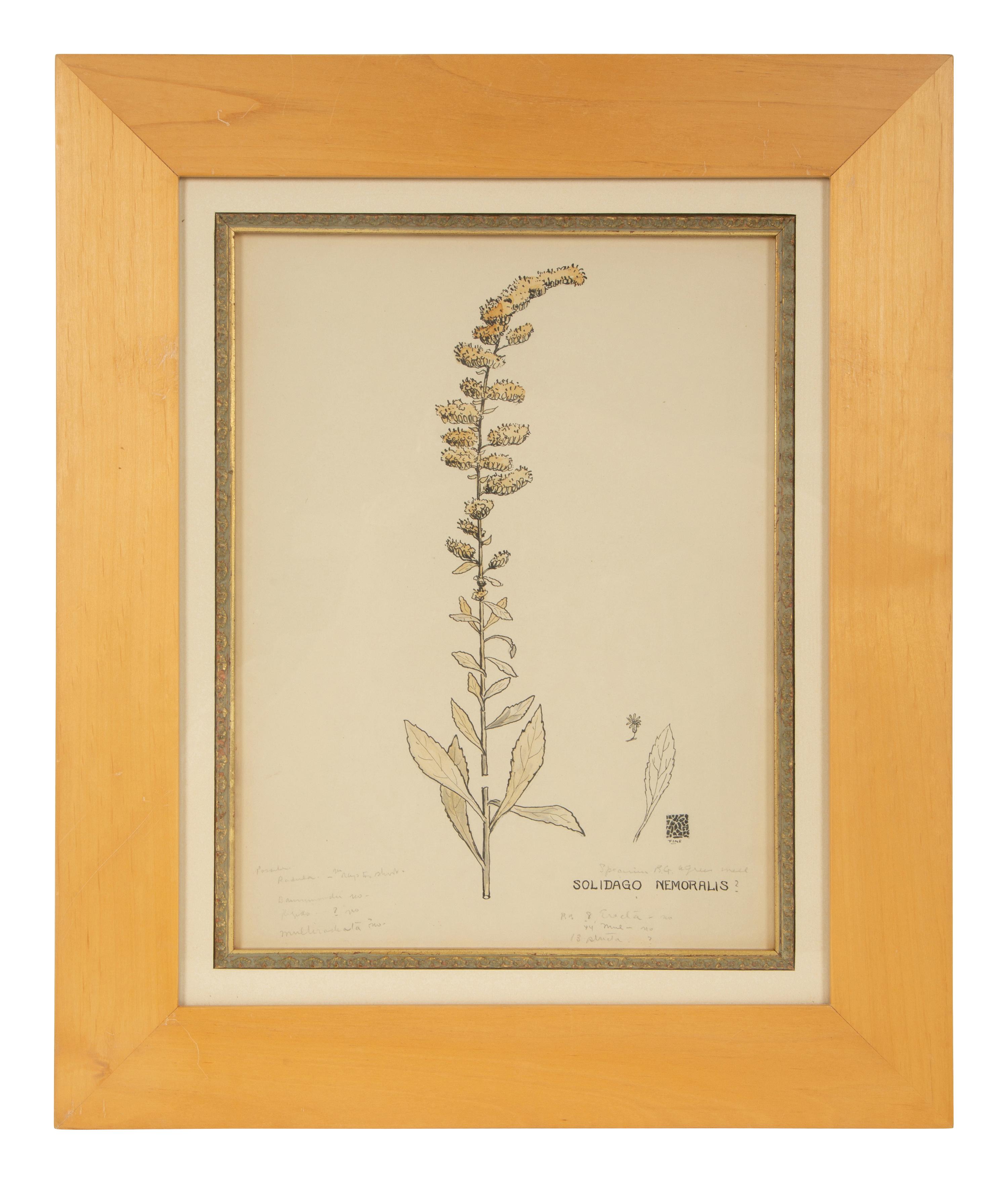 Eighteen Botanical Watercolors