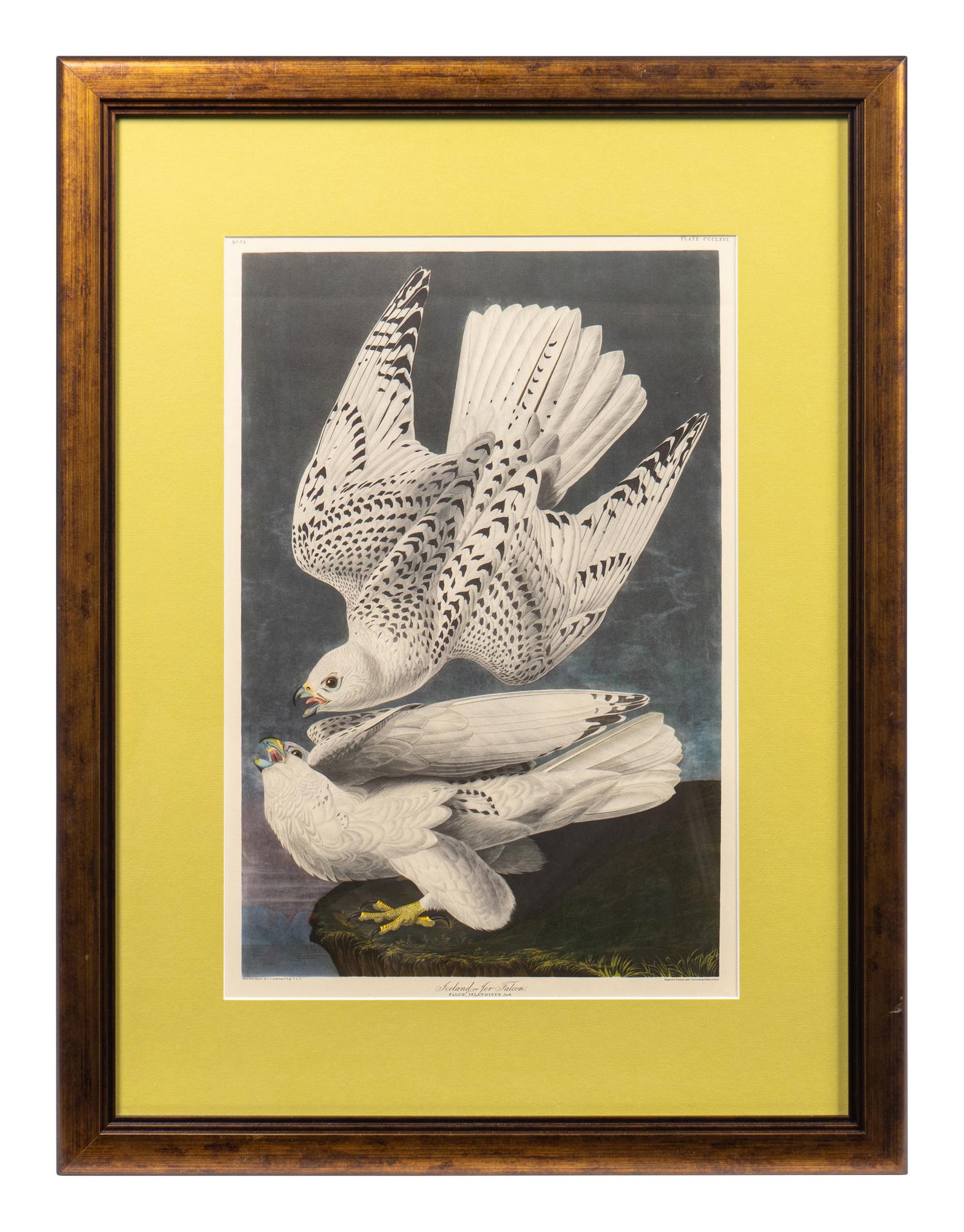 Thirteen Birds of America Prints and an Arthur Singer print of Woodpeckers, Honeyguides and Barbets
