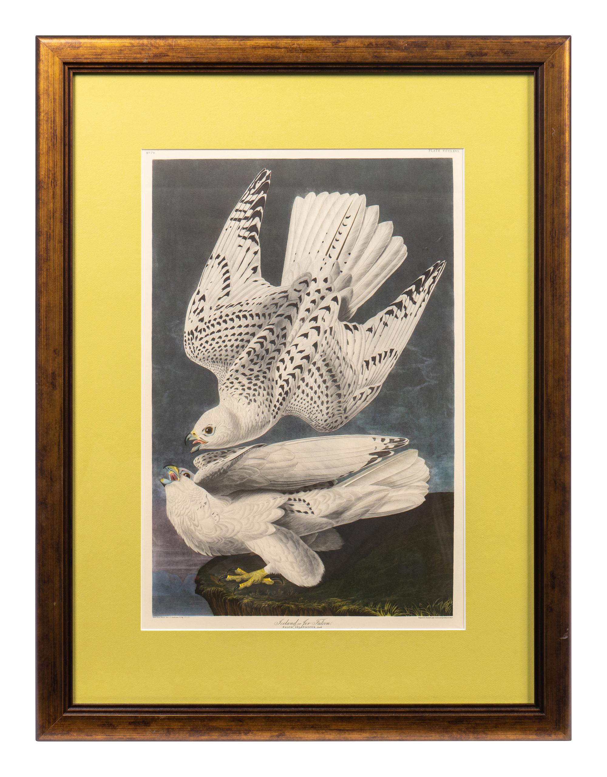 Thirteen Birds of America Prints and an Arthur Singer print of Woodpeckers, Honeyguides and Barbets