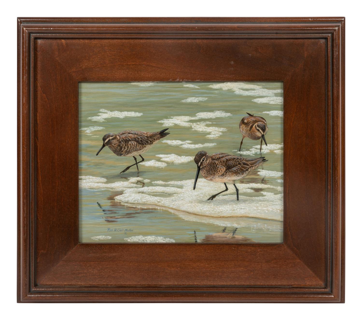 Little Brown Beach Birds , 2011