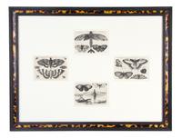A Set of Twelve English Etchings, Wenceslaus Hollar (Bohemian, 1607-1677), Height 3 x width 4 1/2 inches (each).