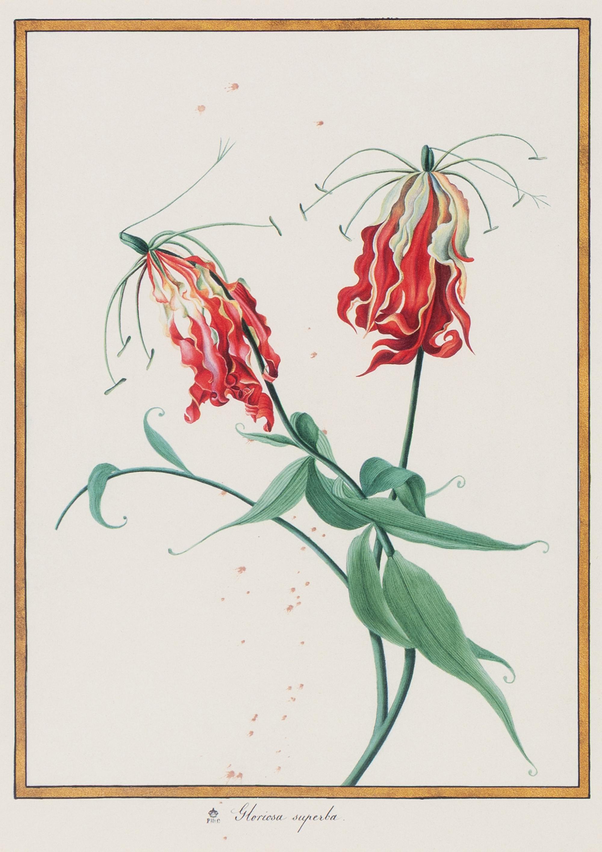 A Set of Eight Framed Botanical Prints