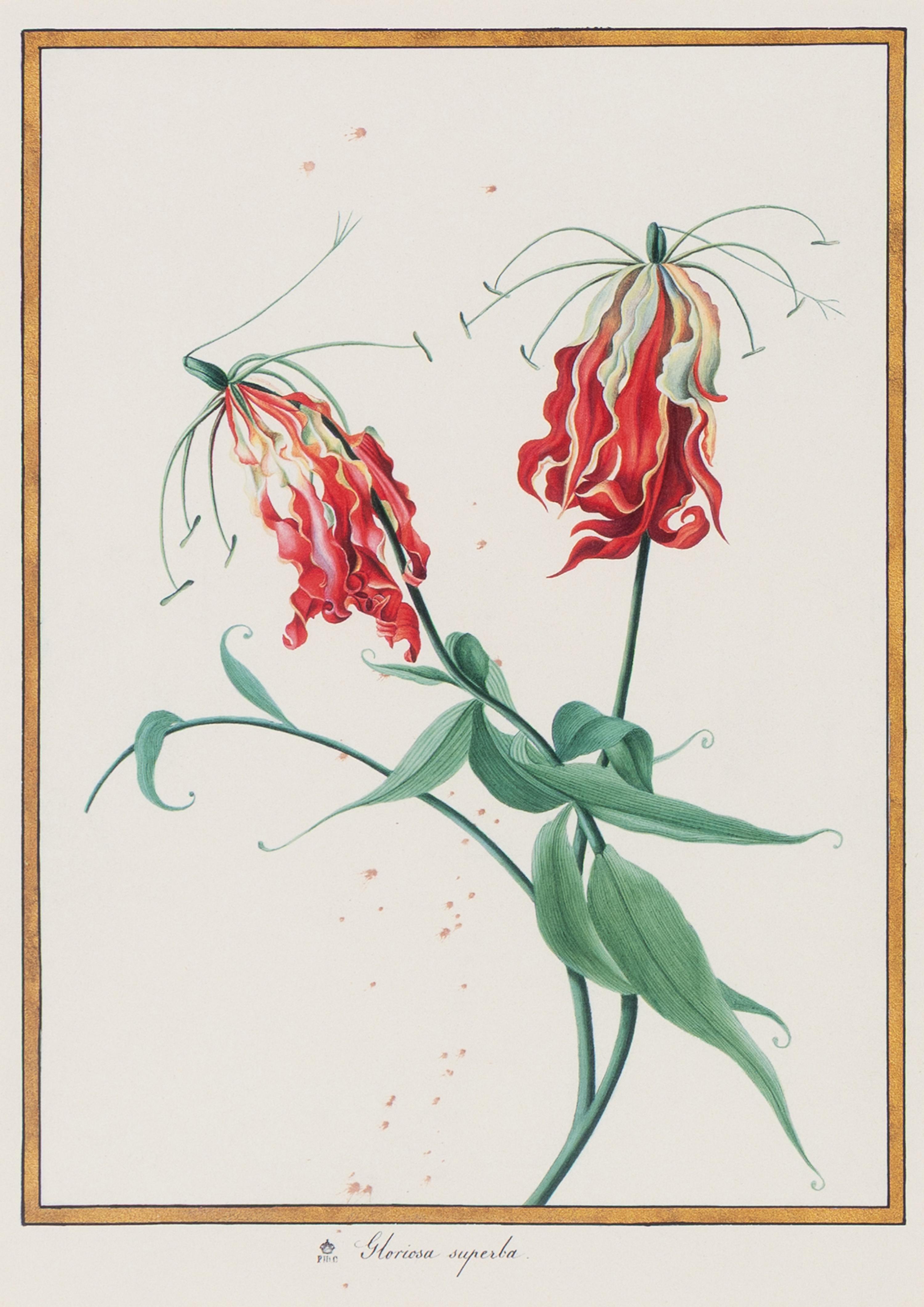 A Set of Eight Framed Botanical Prints