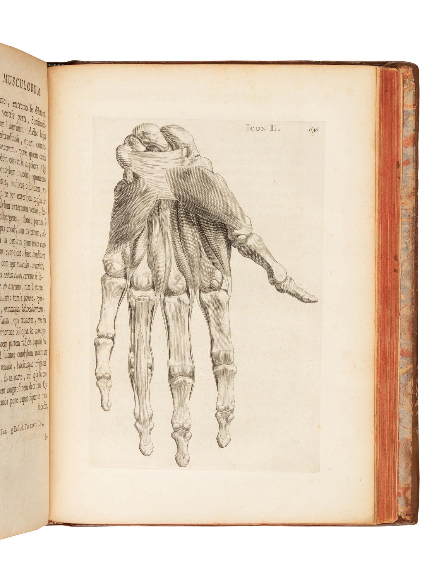 ALBINUS, Bernhard Siegfried (1697-1770). Historia musculorum hominis . Leiden: Theodor Haak and Hendrik Mulhovius, 1734.