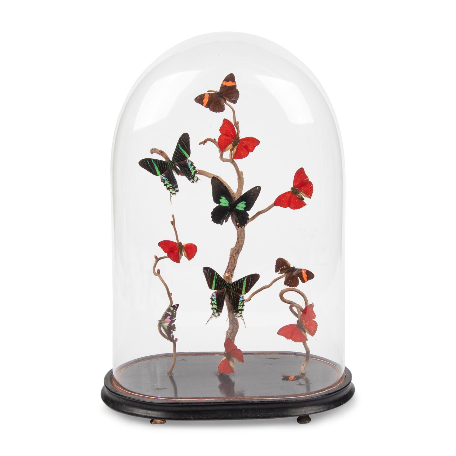A Collection of Butterfly Specimens in a Glass Cloche