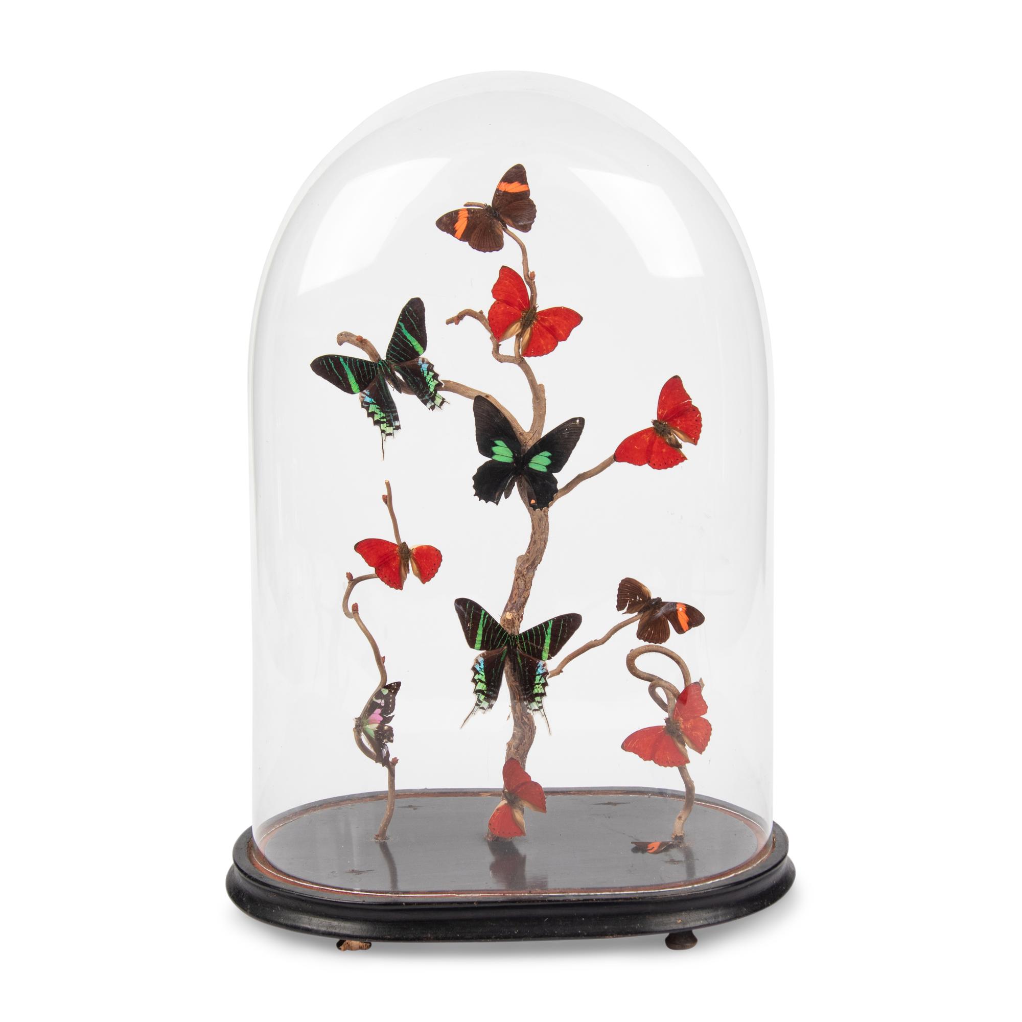 A Collection of Butterfly Specimens in a Glass Cloche