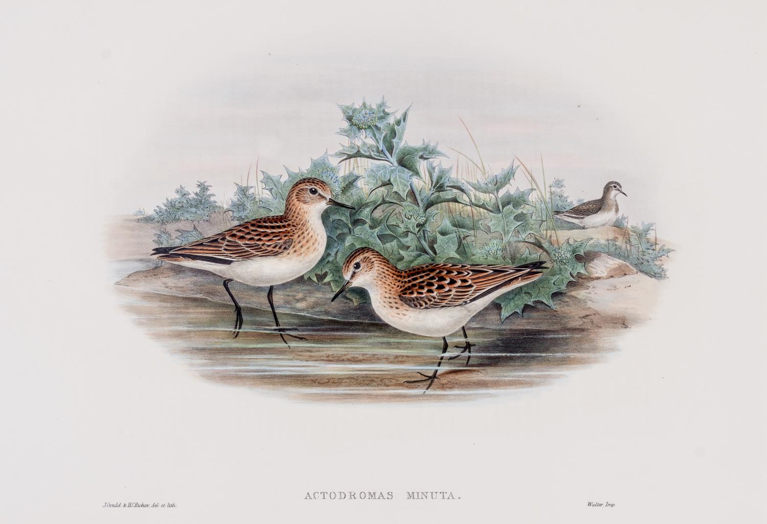 GOULD, JOHN. Fork-tailed Storm-petrel and Little Stint. Both from The Birds of Great Britain. c. 1863.