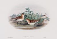 GOULD, JOHN. Fork-tailed Storm-petrel and Little Stint. Both from The Birds of Great Britain. c. 1863.