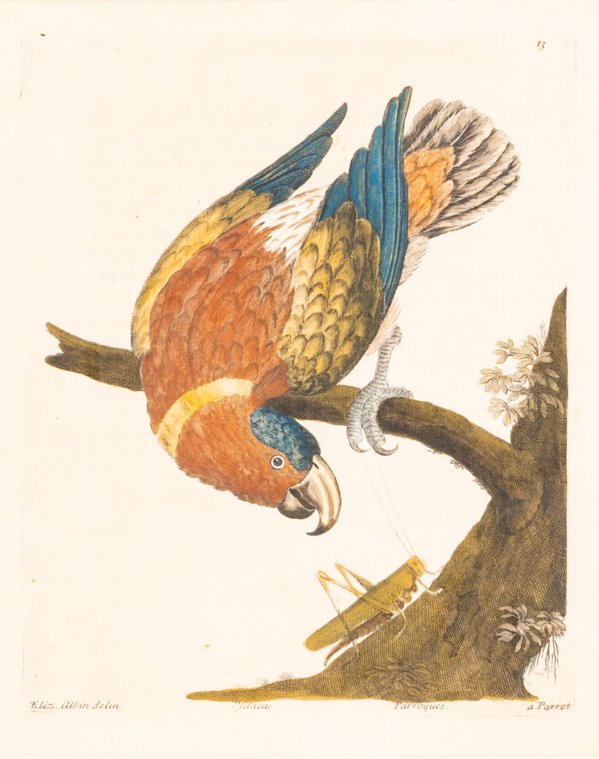 A Group of Nine Hand-Colored Engravings of Birds