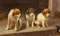 Three Puppies