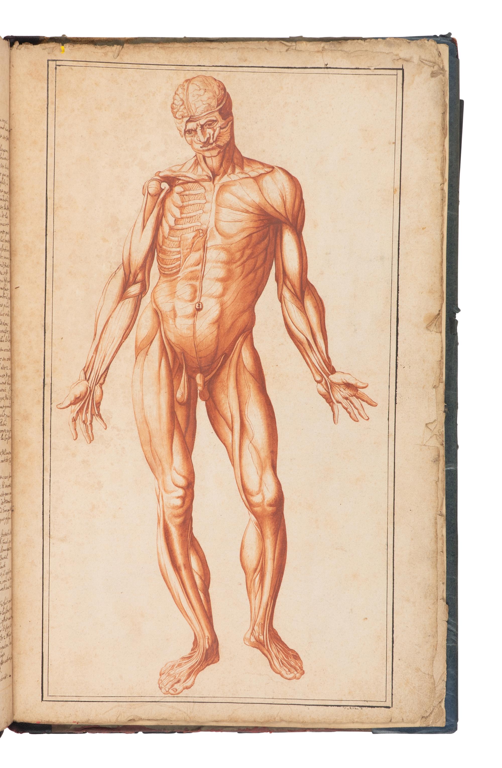 [SCIENCE & MEDICINE -MANUSCRIPT]. [After TORTEBAT, Francois (c 1616-1690), illustrator. -- PILES, Roger de (1635-1709)]. "Abrege d'Anatomie Accommode aux Arts de Peinture et de Sculpture. " [France, ca 17th- early 18th century].